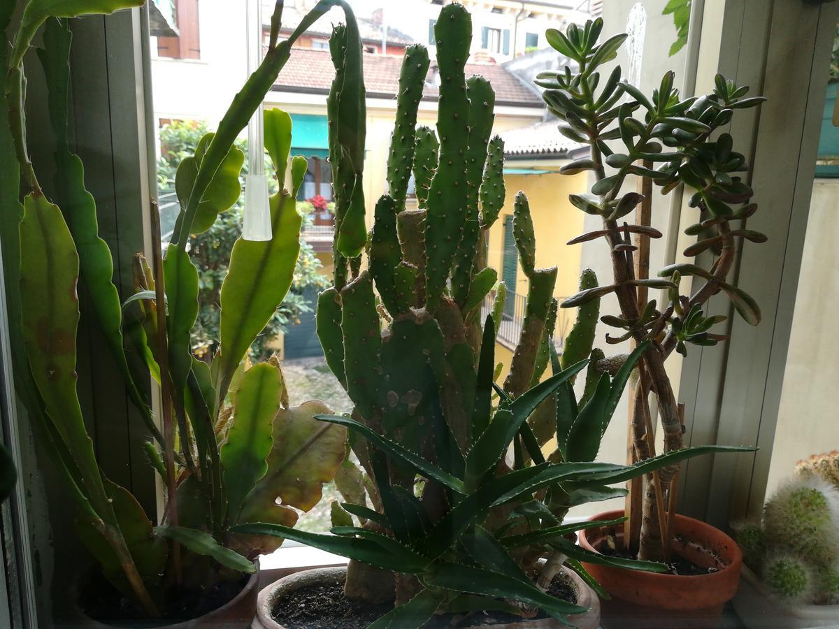 מלון ורונה A Casa Di Luca מראה חיצוני תמונה